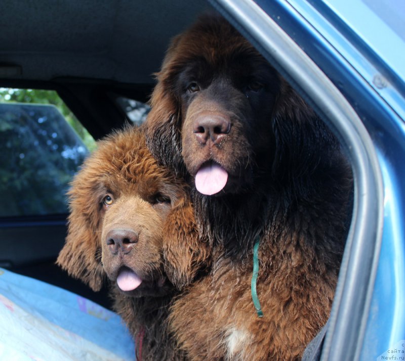 Фото: ньюфаундленд Brownblood MSK Delicia Shari (Браунблад МСК Дэлиция Шари), ньюфаундленд Brownblood MSK Drimi Ein (Браунблад МСК Дрими Эйн)