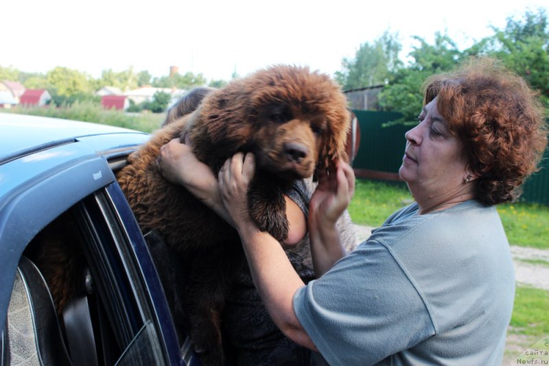 Фото: ньюфаундленд Brownblood MSK Delicia Shari (Браунблад МСК Дэлиция Шари)