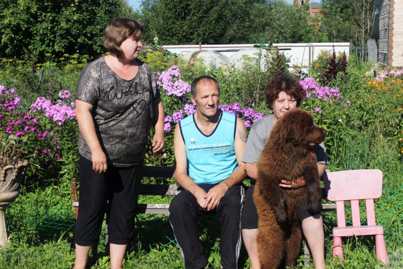 Фото: ньюфаундленд Brownblood MSK Delicia Shari (Браунблад МСК Дэлиция Шари)