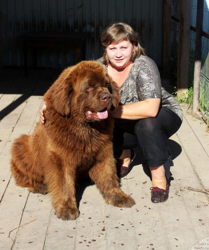 Фото: ньюфаундленд Charli The Best Helfi Pel (Чарли Де Бест Хелфи Пэл)