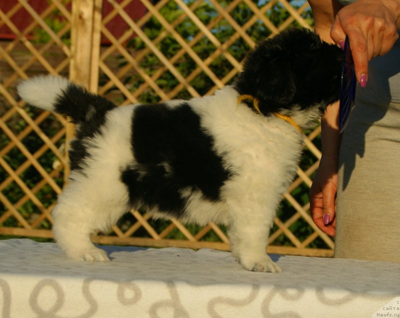 Фото: ньюфаундленд Snou Viking Bella (Сноу Викинг Белла)