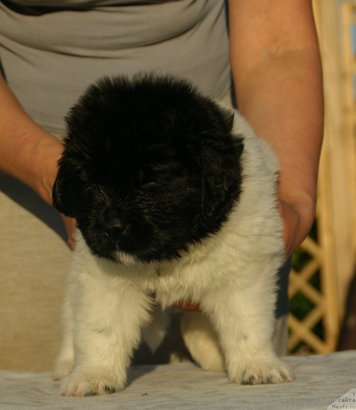 Фото: ньюфаундленд Snou Viking Bella (Сноу Викинг Белла)