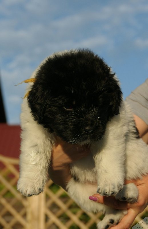 Фото: ньюфаундленд Snou Viking Bella (Сноу Викинг Белла)