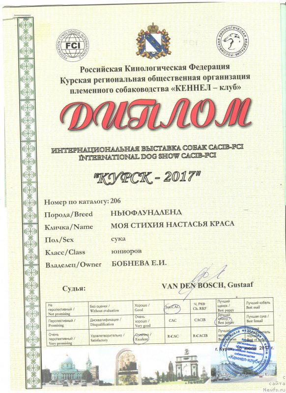 Фото: ньюфаундленд Moya Stikhiya Nastasya Krasa (Моя Стихия Настасья Краса)