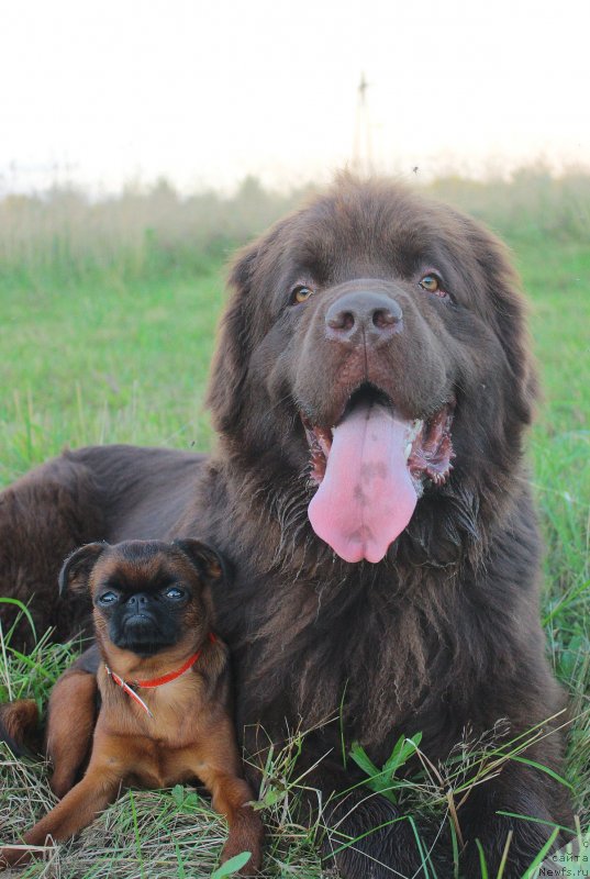 Фото: ньюфаундленд Naomi Tagoliri for Brouwnblood (Наоми Таголири фор Браунблад)