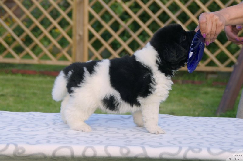 Фото: ньюфаундленд Snou Viking Bendjamen (Сноу Викинг Бенджамен)