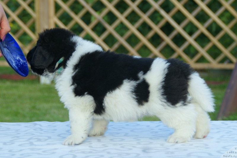 Фото: ньюфаундленд Snou Viking Bendjamen (Сноу Викинг Бенджамен)