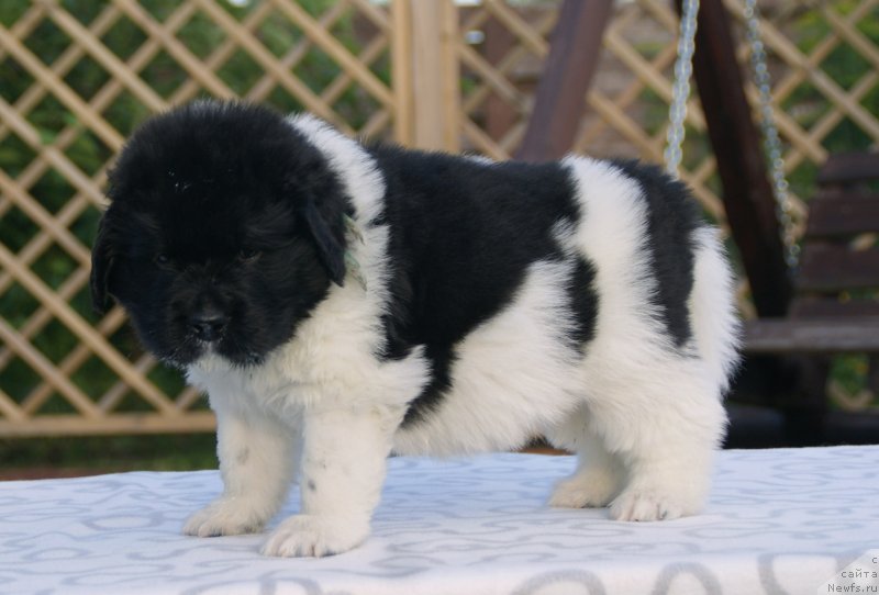 Фото: ньюфаундленд Snou Viking Bendjamen (Сноу Викинг Бенджамен)