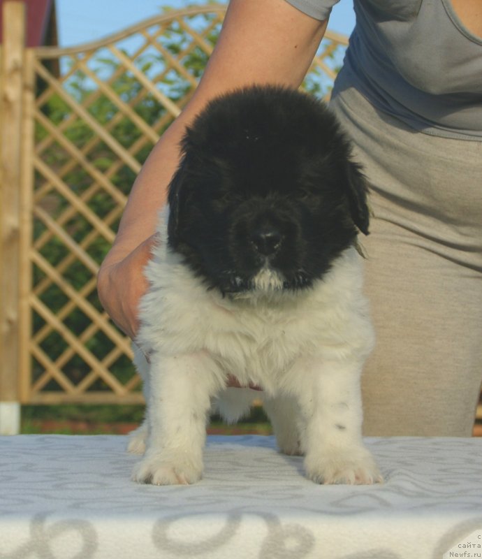 Фото: ньюфаундленд Snou Viking Bendjamen (Сноу Викинг Бенджамен)