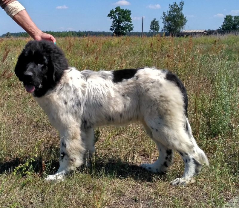 Фото: ньюфаундленд Velyke Malyatko Infiniti Sriblyasta