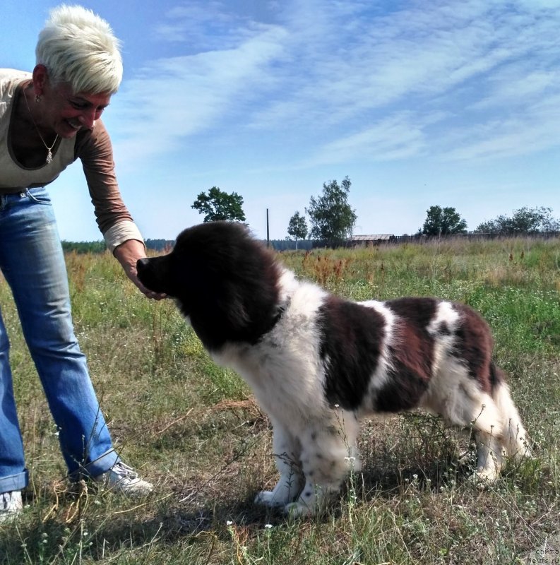 Фото: ньюфаундленд Velyke Malyatko Ity Do Peremogy
