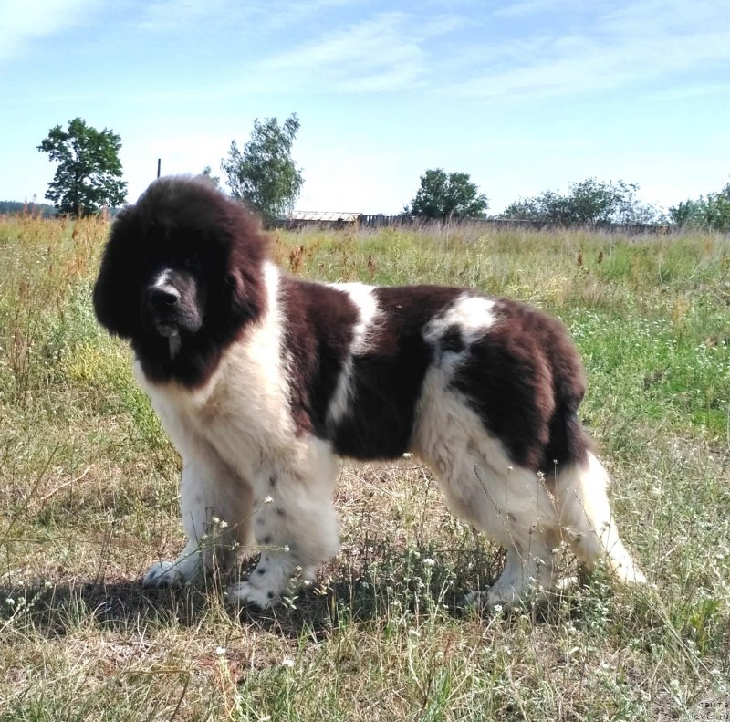 Фото: ньюфаундленд Velyke Malyatko Ity Do Peremogy