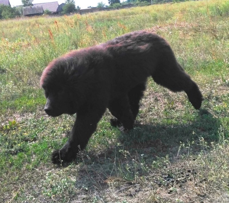 Фото: ньюфаундленд Velyke Malyatko Instynkt Ryativnyka