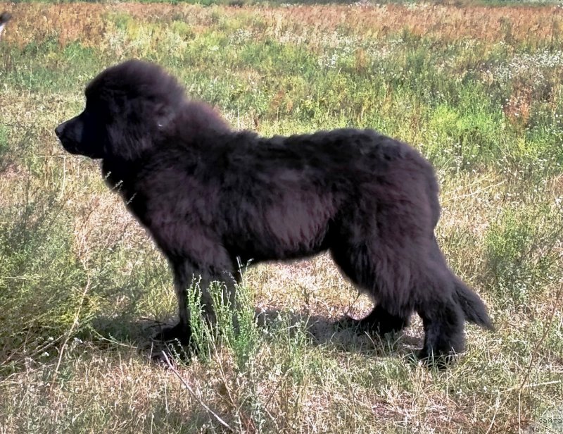 Фото: ньюфаундленд Velyke Malyatko Instynkt Ryativnyka