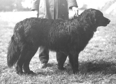 Фото: ньюфаундленд Zay Gizyind Maconi (Зай Гизынд Мацони)