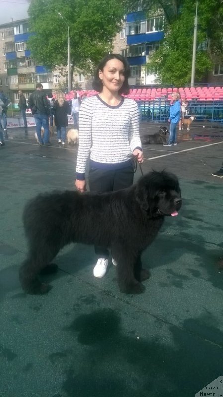 Фото: ньюфаундленд All Right is Antagrada (Олл Райт из Антаграда)