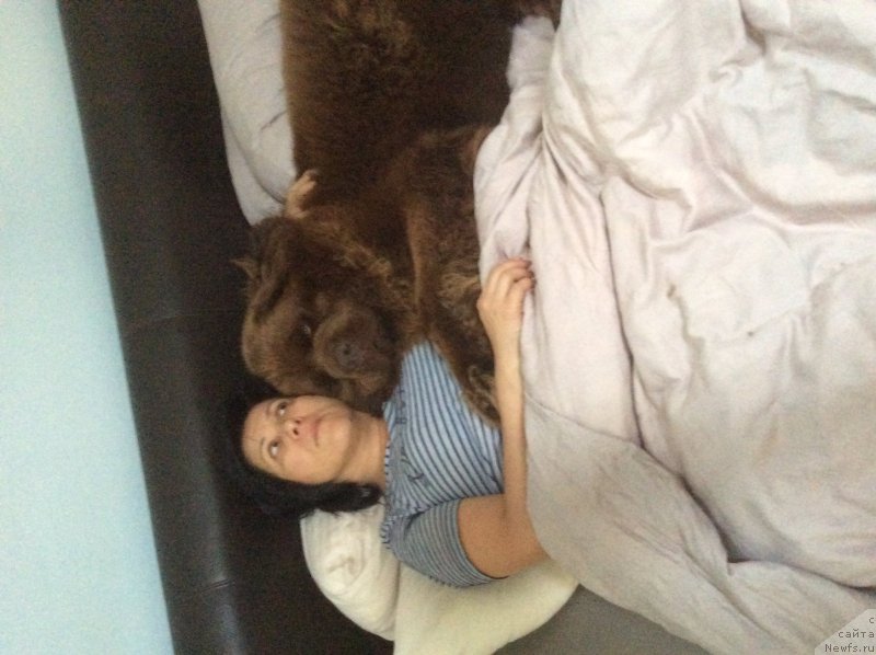 Фото: Noble king my lord simba, ньюфаундленд Nobl King May Lord Simba (Нобл Кинг Май Лорд Симба)