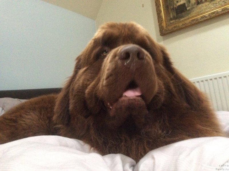 Фото: ньюфаундленд Nobl King May Lord Simba (Нобл Кинг Май Лорд Симба)