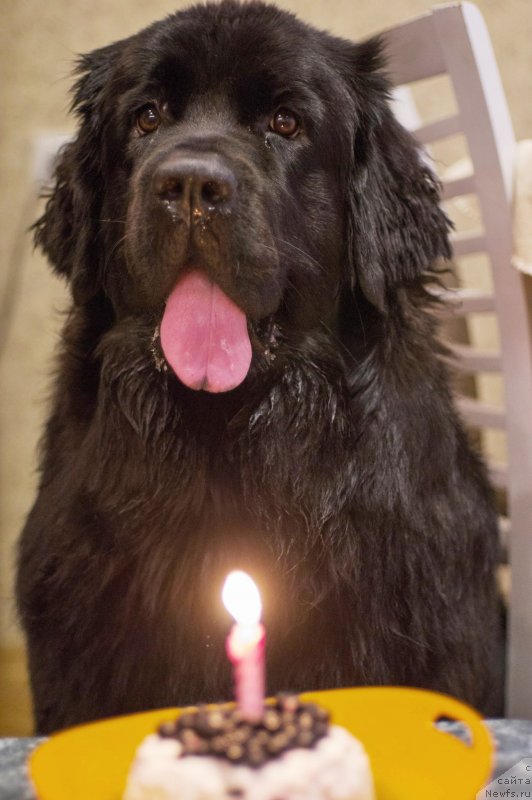 Фото: ньюфаундленд Chernaya Mafia Ball of Fire (Черная Мафия Балл оф Фире)