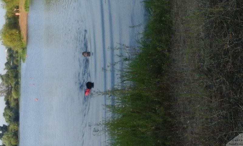 Фото: ньюфаундленд Russkaya Krasavica Nyura (Русская Красавица Нюра)