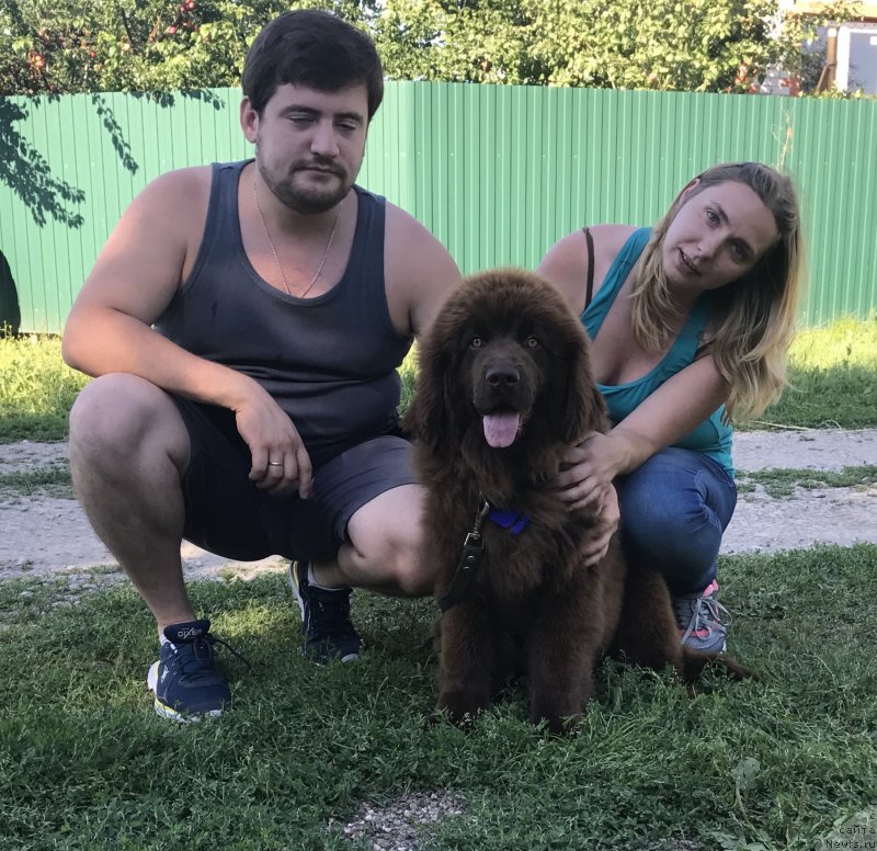 Фото: ньюфаундленд Brownblood MSK Darley Rinna (Браунблад МСК Дарли Ринна)