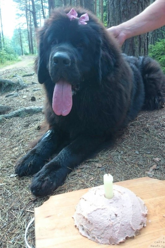 Фото: ньюфаундленд Chernaya Mafia Blackberry Blossom (Черная Мафия Бласкберру Блоссом)