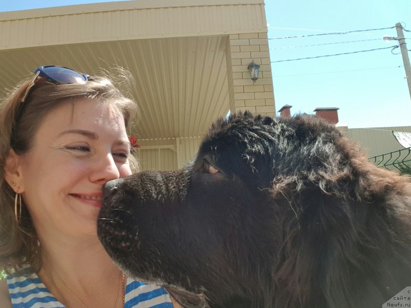 Фото: ньюфаундленд Chernaya Mafia Breaking The Law (Черная Мафия Бреакинг Тхе Лав)