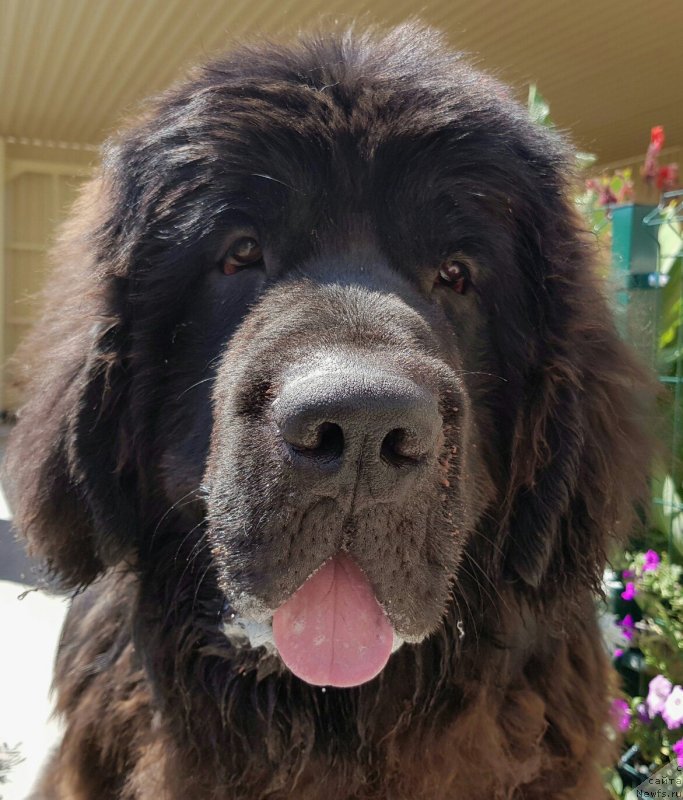 Фото: ньюфаундленд Chernaya Mafia Breaking The Law (Черная Мафия Бреакинг Тхе Лав)