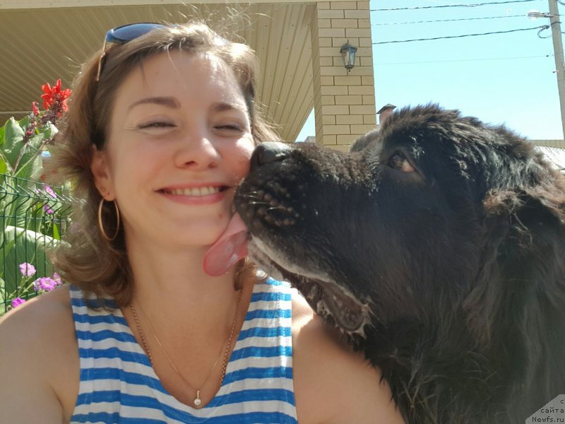 Фото: ньюфаундленд Chernaya Mafia Breaking The Law (Черная Мафия Бреакинг Тхе Лав)