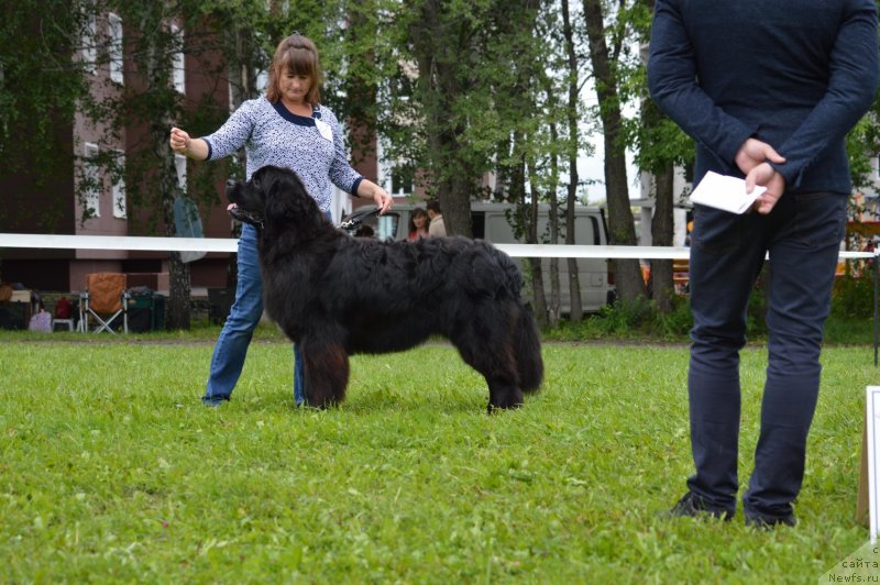 Фото: ньюфаундленд Remi Martin Lui is Antagrada (Реми Мартин Луи из Антаграда)