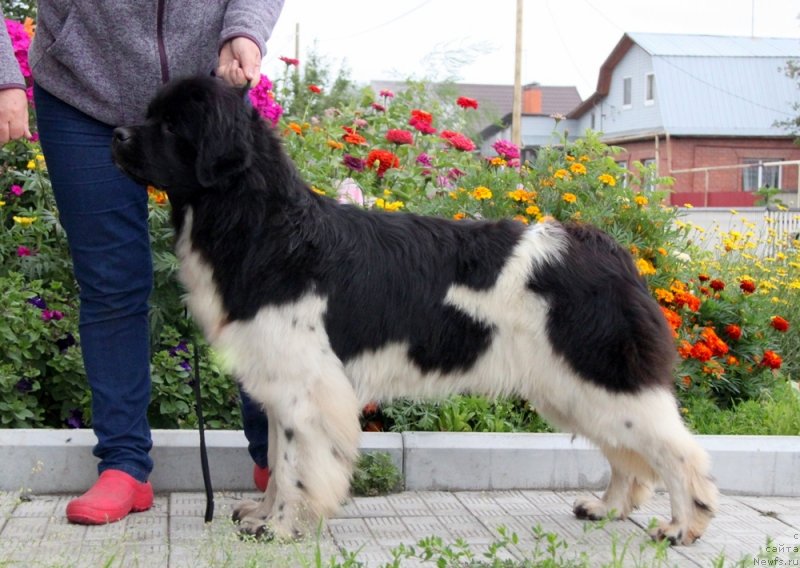 Фото: ньюфаундленд Akvian Song Sanshayn (Аквиан Сонг Саншайн)