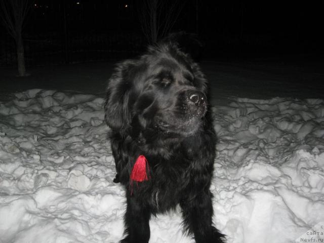 Фото: ньюфаундленд Mag Ispolin Il'ya Muromec (Маг Исполин Илья Муромец)