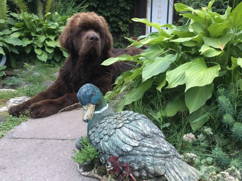 Фото: ньюфаундленд Brownblood MSK Larchie Ardon (Браунблад МСК Ларчи Ардон)