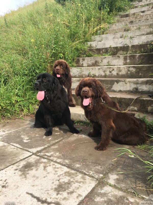 Фото: ньюфаундленд Brownblood MSK Larchie Ardon (Браунблад МСК Ларчи Ардон), ньюфаундленд Brownblood MSK Abrams-Strong (Браунблад МСК Абрамс-Стронг)