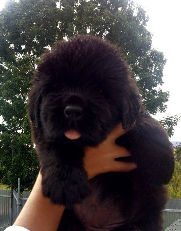 Фото: ньюфаундленд Real Masterpiece Midnight Bear