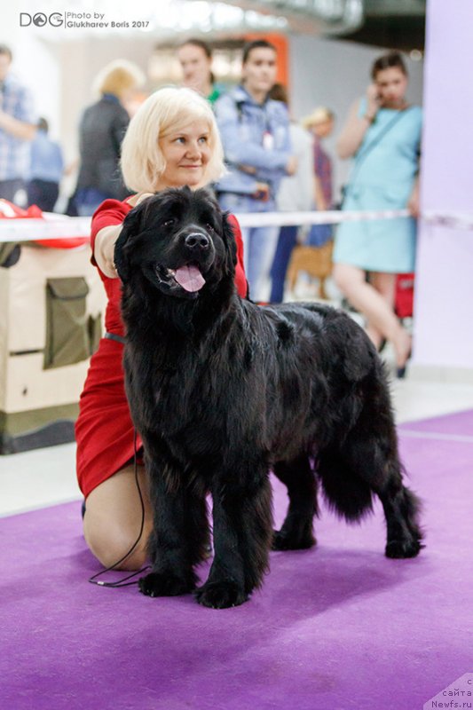 Фото: ньюфаундленд Perseja is Antagrada (Персея из Антаграда)