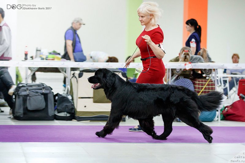 Фото: ньюфаундленд Perseja is Antagrada (Персея из Антаграда)