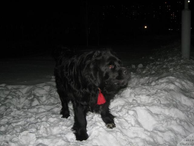 Фото: ньюфаундленд Mag Ispolin Il'ya Muromec (Маг Исполин Илья Муромец)