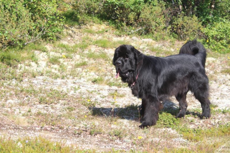 Фото: ньюфаундленд Daymond King (Даймонд Кинг)