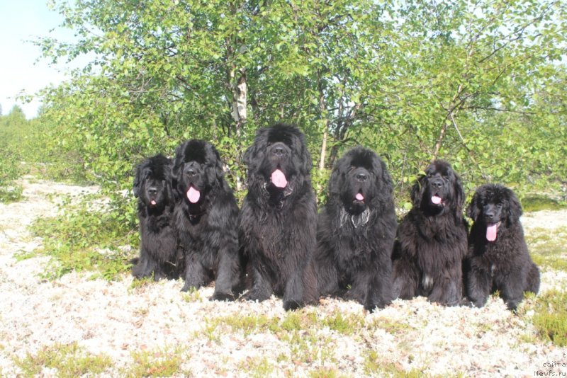 Фото: ньюфаундленд Fortuna of Giant's Island, ньюфаундленд Daymond King (Даймонд Кинг), ньюфаундленд King of Helluland You Shock Me, ньюфаундленд Beguschaya po Volnam Zero Kool (Бегущая по Волнам Зеро Коол), ньюфаундленд Neretum Tribe Xagrid, и Элли