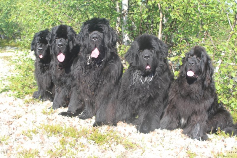 Фото: ньюфаундленд Fortuna of Giant's Island, ньюфаундленд Daymond King (Даймонд Кинг), ньюфаундленд King of Helluland You Shock Me, ньюфаундленд Beguschaya po Volnam Zero Kool (Бегущая по Волнам Зеро Коол), ньюфаундленд Neretum Tribe Xagrid