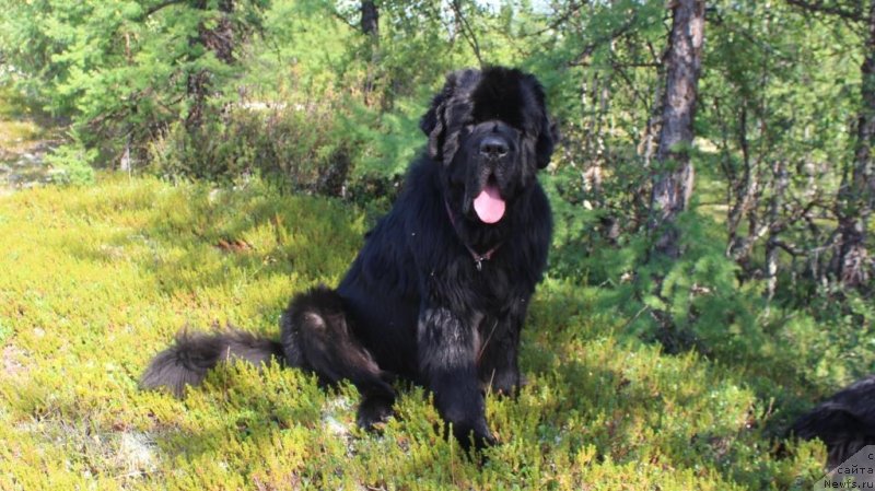 Фото: ньюфаундленд Daymond King (Даймонд Кинг)