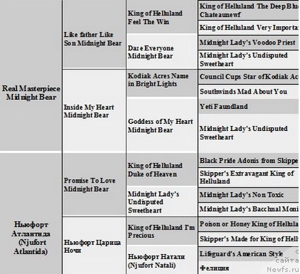 Фото: ньюфаундленд Njufort Atlantida (Ньюфорт Атлантида)