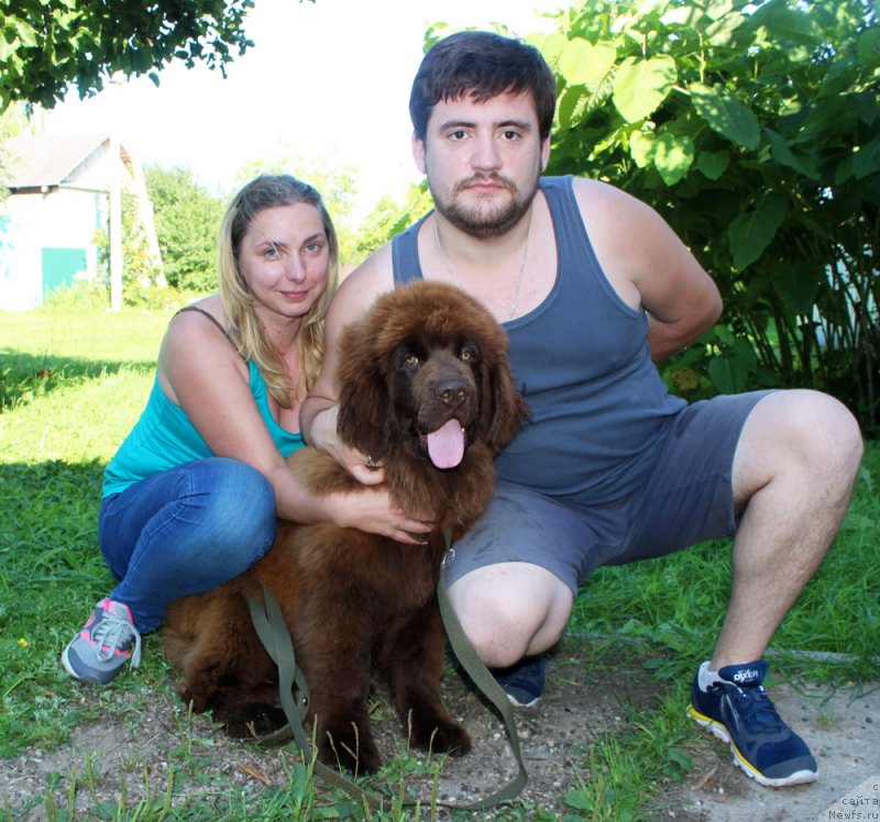 Фото: ньюфаундленд Brownblood MSK Darley Rinna (Браунблад МСК Дарли Ринна)