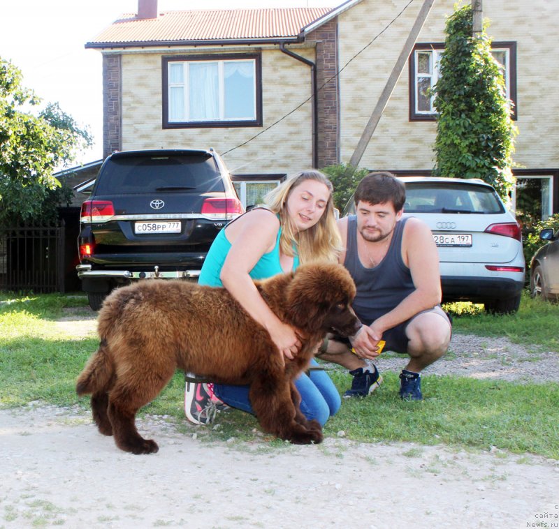 Фото: ньюфаундленд Brownblood MSK Darley Rinna (Браунблад МСК Дарли Ринна)