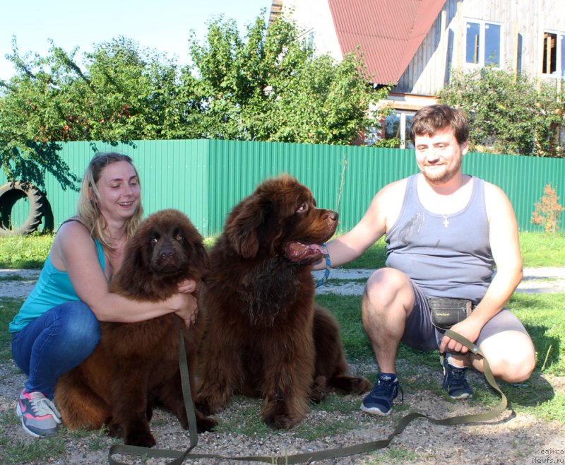Фото: ньюфаундленд Brownblood MSK Darley Rinna (Браунблад МСК Дарли Ринна), ньюфаундленд Charmer Denkam Bronze (Чармер Денкам Бронз)