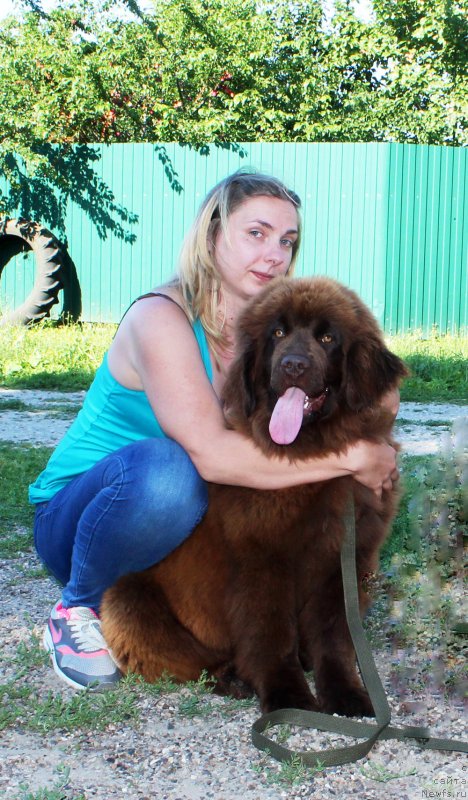 Фото: ньюфаундленд Brownblood MSK Darley Rinna (Браунблад МСК Дарли Ринна)