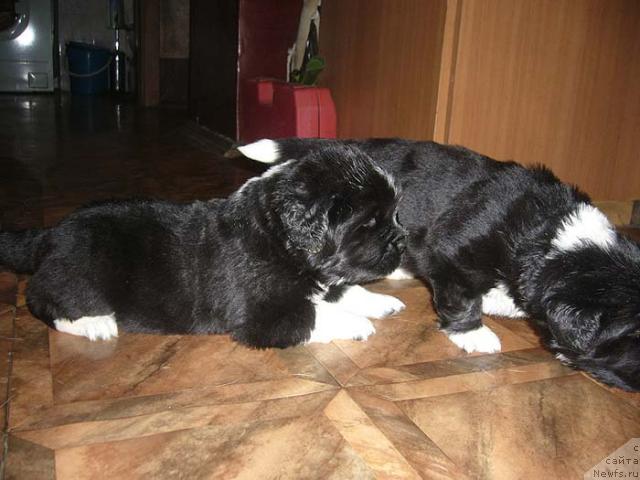 Фото: ньюфаундленд Super Bizon Gera (Супер Бизон Гера), ньюфаундленд Super Bizon Gudvin (Супер Бизон Гудвин)