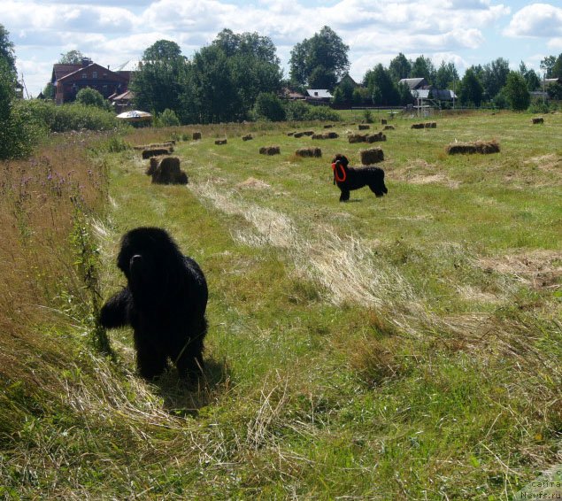 Фото: ньюфаундленд First-Right Champ (Фест-Райт Чемп), ньюфаундленд Brownblood MSK Lyon Labi-Roni (Браунблад  МСК Лион Лаби-Рони)