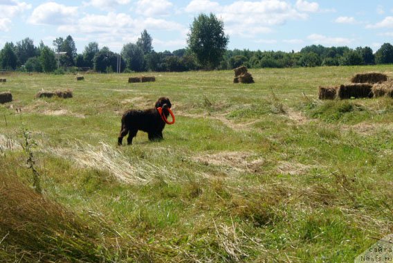 Фото: ньюфаундленд Brownblood MSK Lyon Labi-Roni (Браунблад  МСК Лион Лаби-Рони)